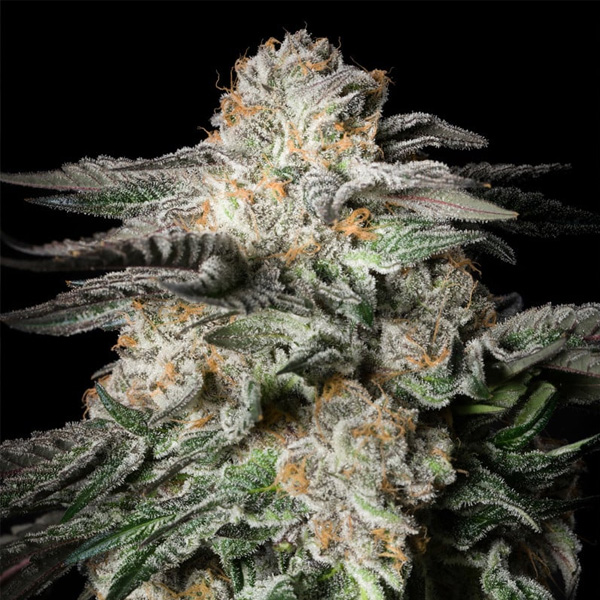 Mint Candy feminizada de Silent Seeds