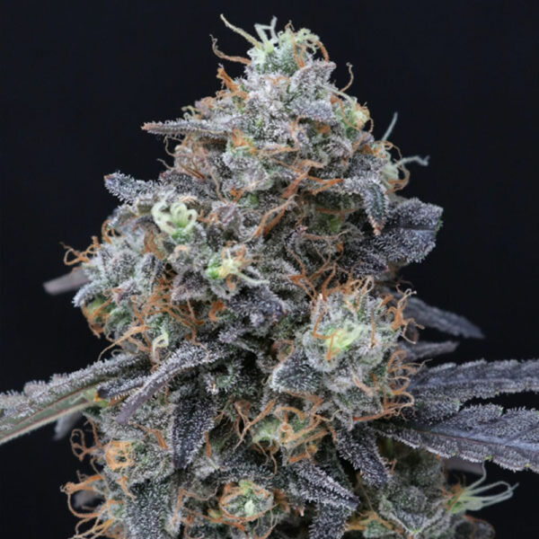 Minty Grape Kush feminizada de Pure Instinto