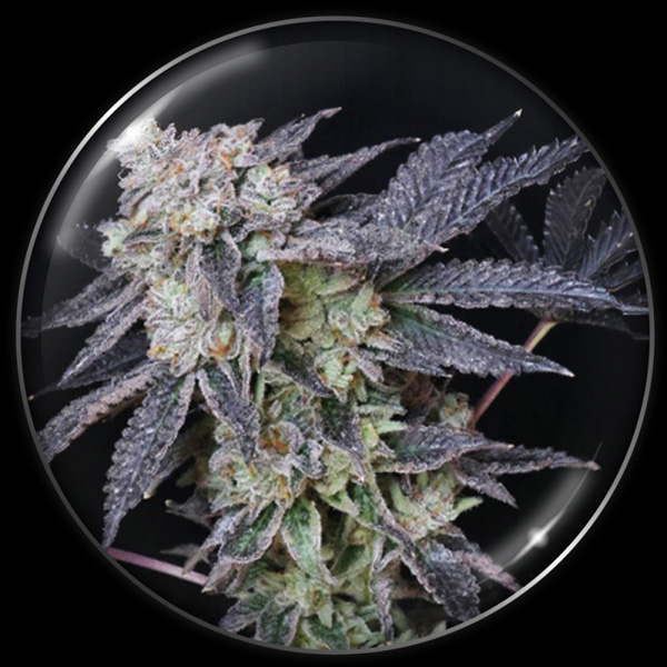 Mintzkittlez feminizada de Medical Seeds