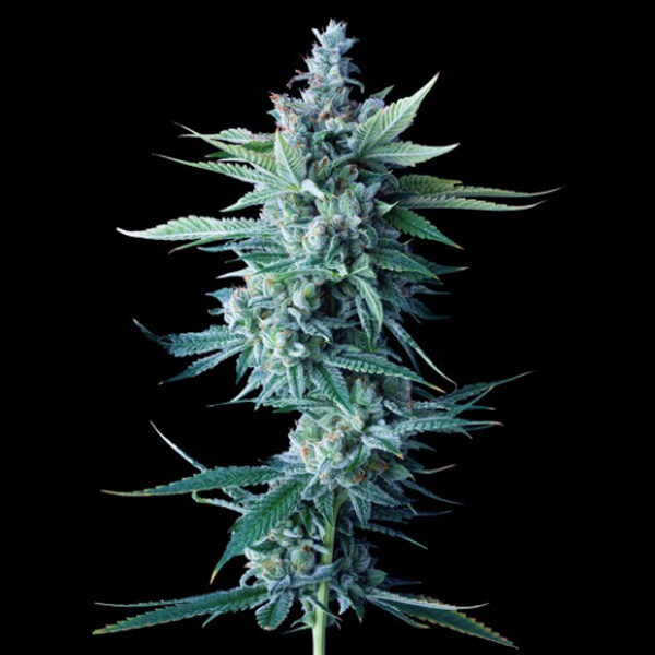 Miss Dna feminizada de Dna Genetics