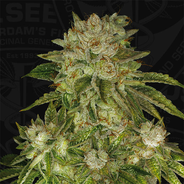 Mk Ultra feminizada de T.h. Seeds