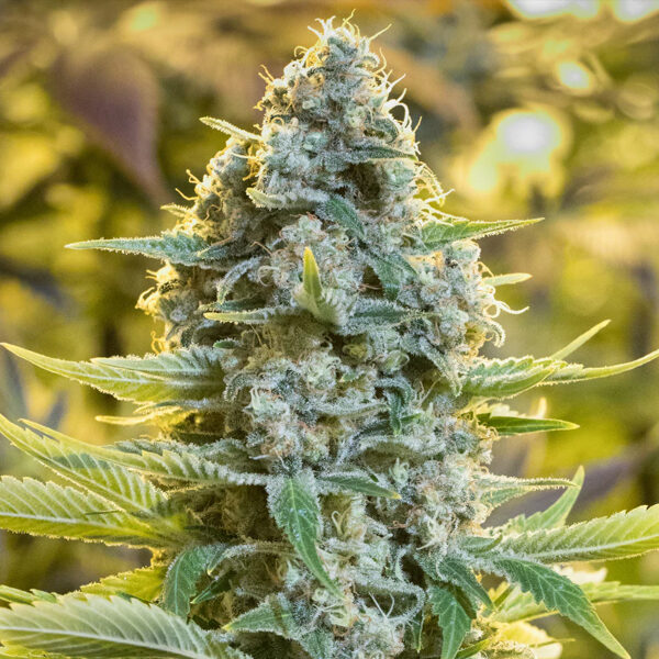 Moby Dick feminizada de Silent Seeds