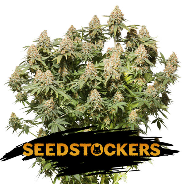 Moby Dick feminizada de Seedstockers
