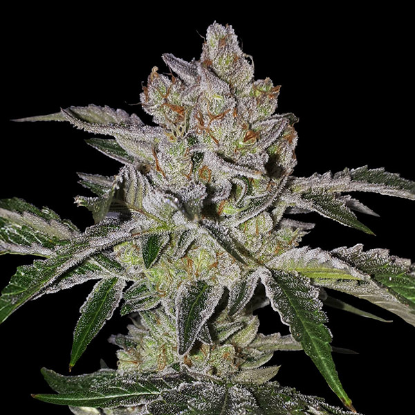Mon Cherry feminizada de T.h. Seeds