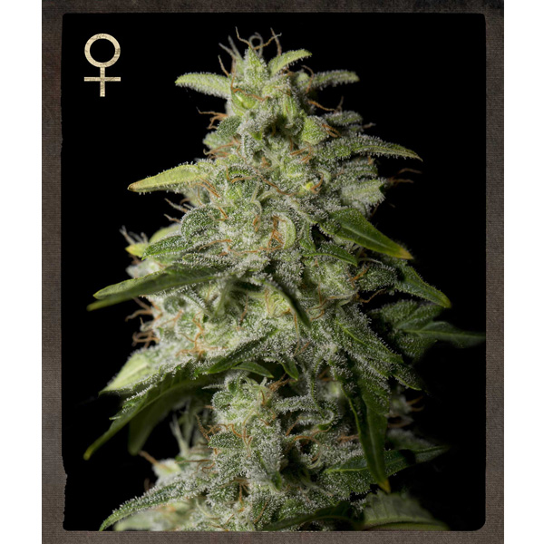 Money Maker feminizada de Strain Hunters Seeds