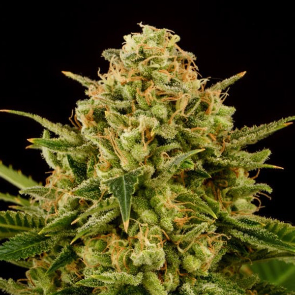 Monkey Grease feminizada de Kannabia Seeds