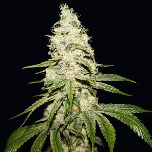 Mont Blanc feminizada de T.h. Seeds