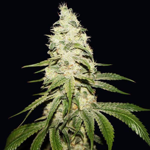 Mont Blanc feminizada de T.h. Seeds