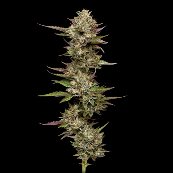Moonfog Feminized feminizada de Humboldt Seeds Company