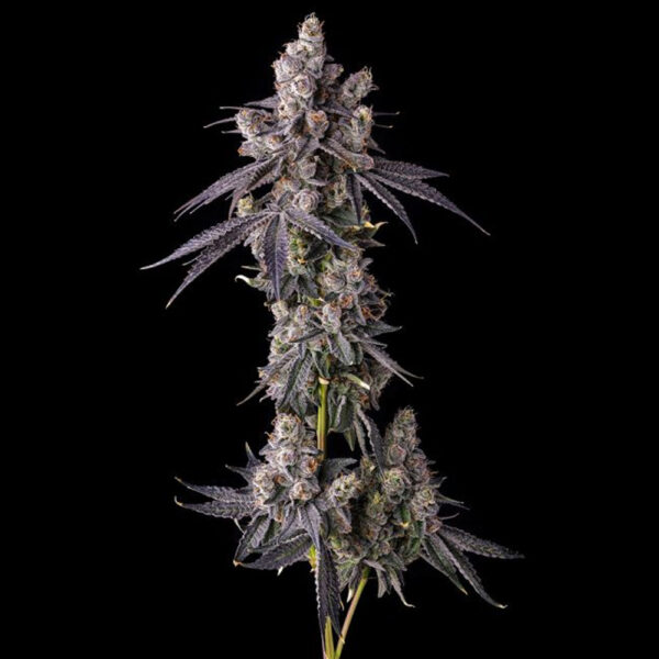 Mora Azul : Blueberry Cruffin X Pave feminizada de Compound Genetics