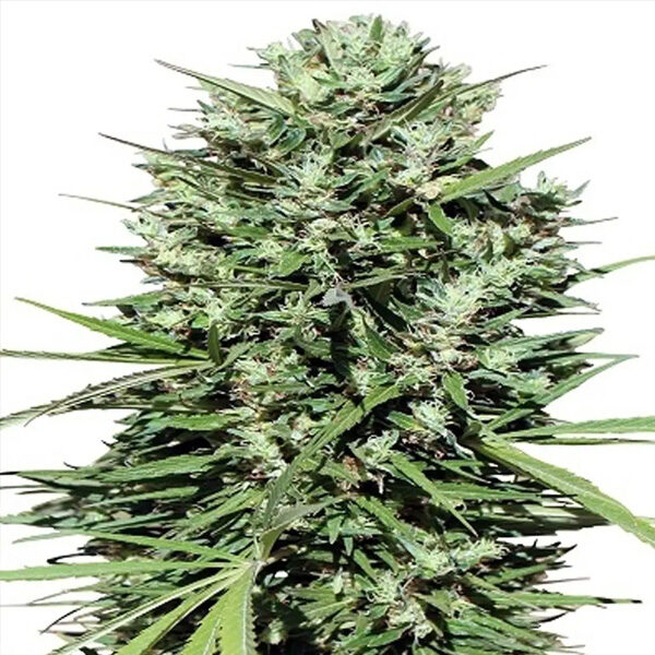 Morocco Beldia Kif regular de Ace Seeds