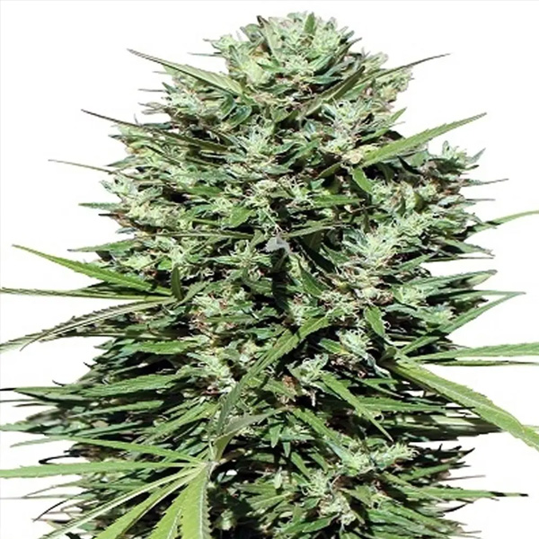 Morocco Beldia Kif regular de Ace Seeds