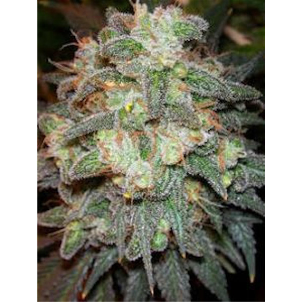 Motavation regular de Serious Seeds
