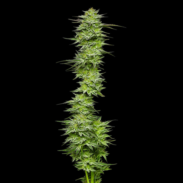 Mountaintop Mint feminizada de Humboldt Seeds Company