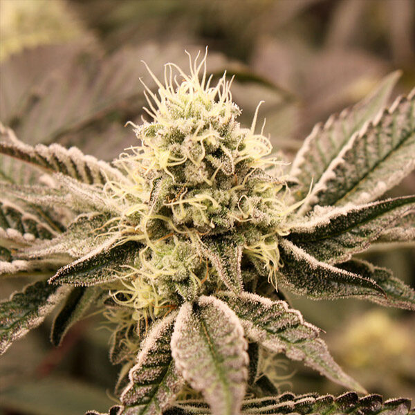 Mouth Wash feminizada de Humboldt Seed Organization