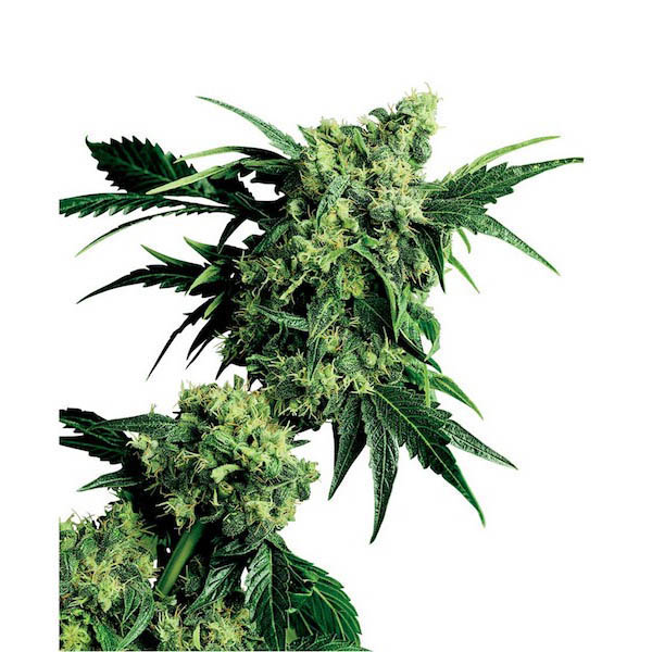 Mr regular de Sensi Seeds