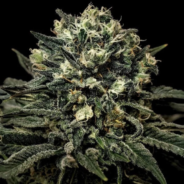 Muddy Waters feminizada de Empire Seeds Bank