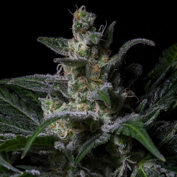 Muse feminizada de R-kiem Seeds