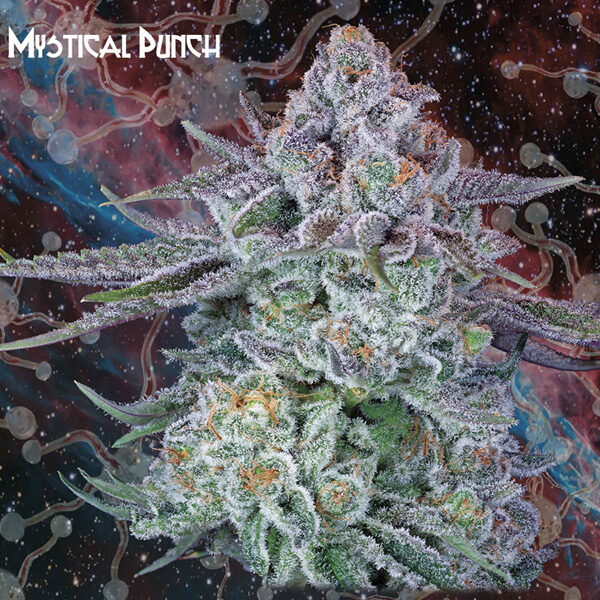 Mystical Punch feminizada de Geneseeds Y Nemeseeds