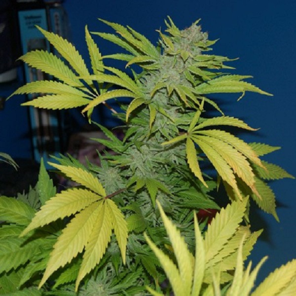 Nhs National Health Service (nl5 / Haze X Skunk) regular de Mr. Nice