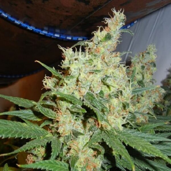 Nl5 Haze regular de Mr. Nice