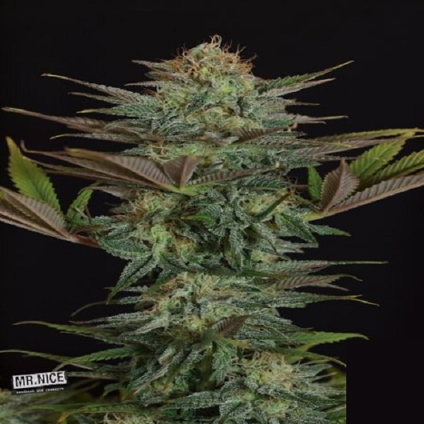 Nl5 Skunk regular de Mr. Nice
