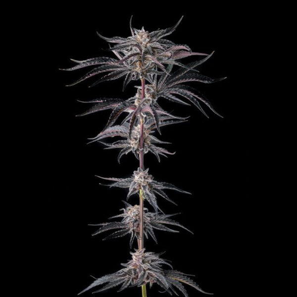 Nakamarra : Pink Certz X Black Amber feminizada de Compound Genetics