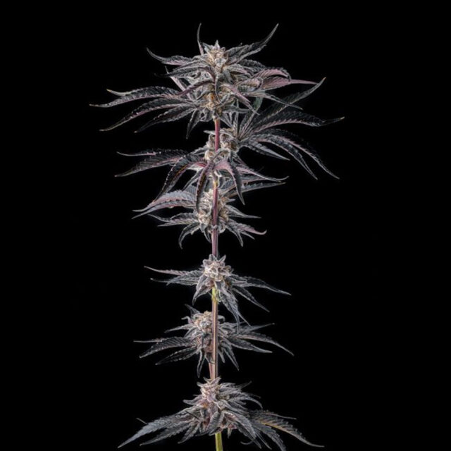 Nakamarra : Pink Certz X Black Amber feminizada de Compound Genetics