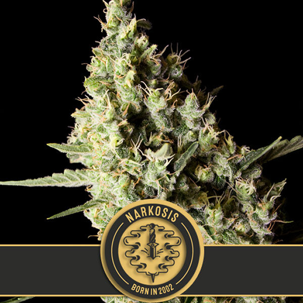 Narkosis feminizada de Blimburn Seeds