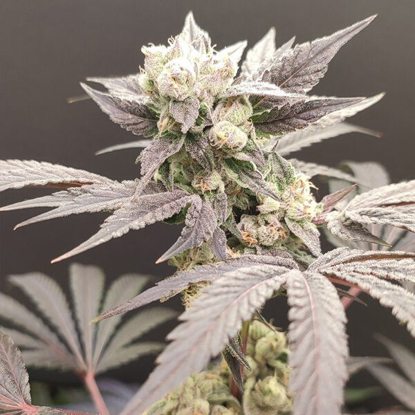 Naughty Dawg feminizada de Seeds Of Anarchy