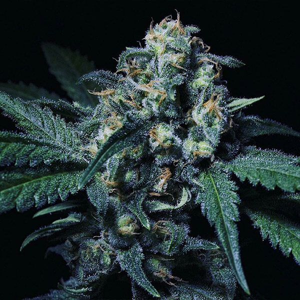 Negra 44 feminizada de R-kiem Seeds