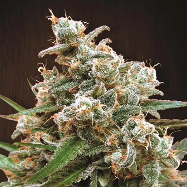 Nepal Jam regular de Ace Seeds