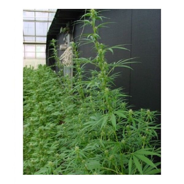 Neville's Haze Mango (nevilles's Haze X Mango) regular de Mr. Nice