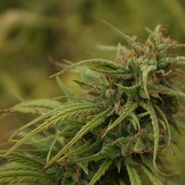 Neville's Skunk (neville's Haze X Afghan Skunk) regular de Mr. Nice