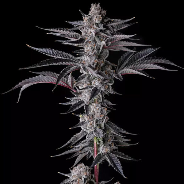 New Money : Black Amber X Eye Candy feminizada de Compound Genetics