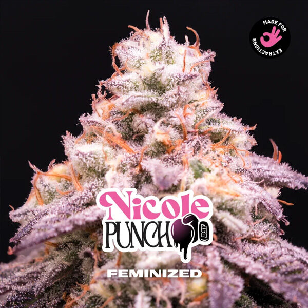 Nicole Punch feminizada de Bsf Seeds