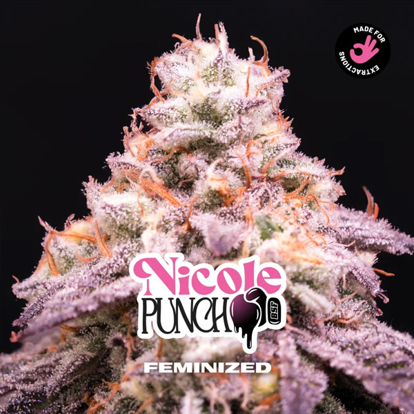 Nicole Punch feminizada de Bsf Seeds