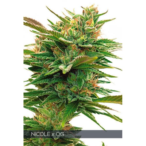Nicole X OG feminizada de Vision Seeds