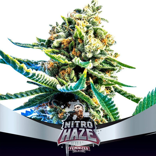Nitro Haze feminizada de Bsf Seeds