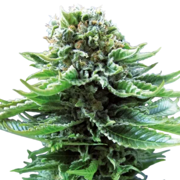 Nl Auto de Sensi Seeds