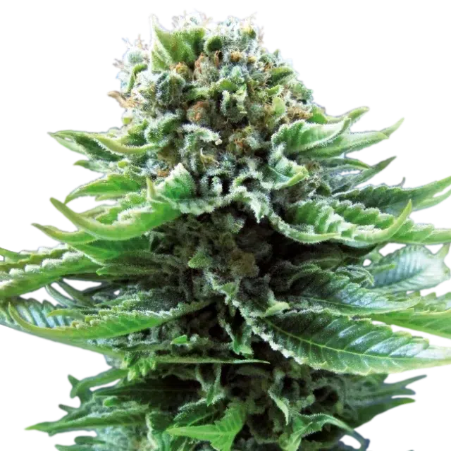 Nl Auto de Sensi Seeds