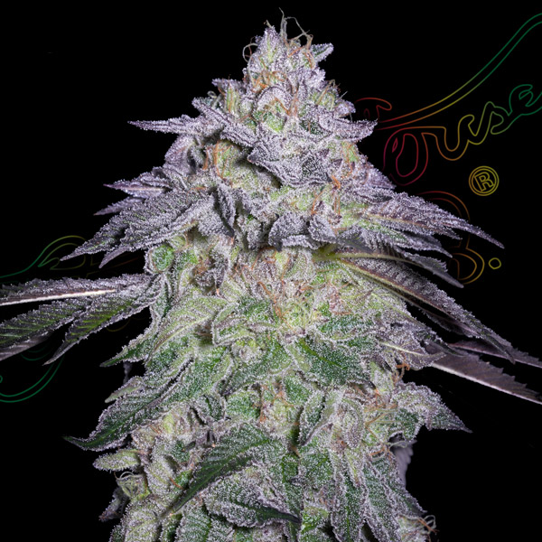 Nori Cake feminizada de Green House
