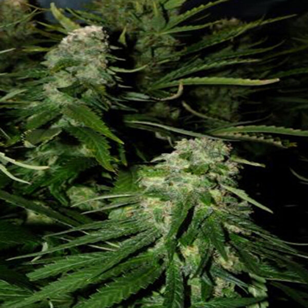 Northern Light Special feminizada de K.c. Brains