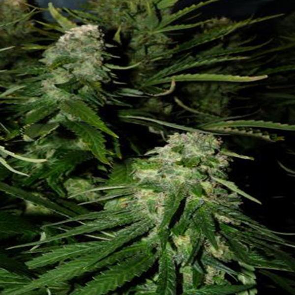 Northern Light Special feminizada de K.c. Brains