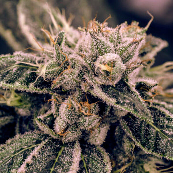 Northern Lights feminizada de Expert Seeds