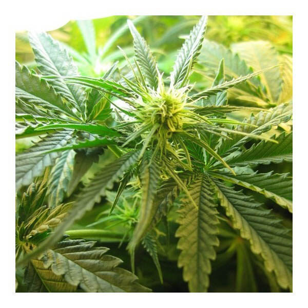 Northern Lights regular de Nirvana