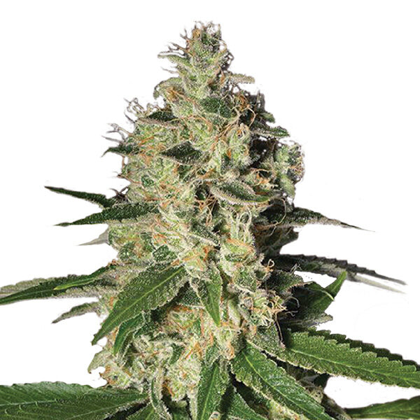 Northern Lights feminizada de Nirvana