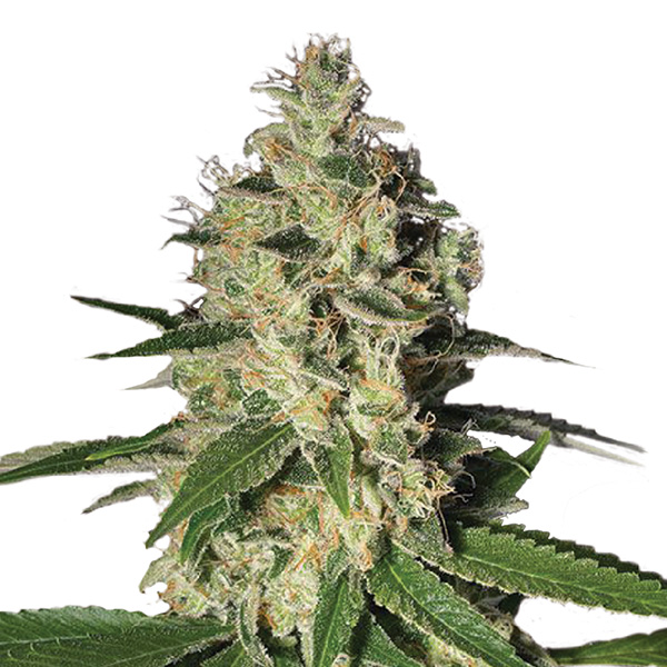 Northern Lights feminizada de Nirvana