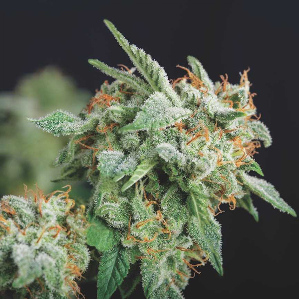 Northern Lights X Runtz feminizada de Pyramid Seeds