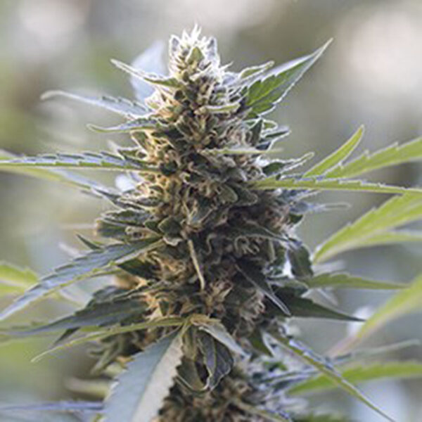 Northern Lights X Skunk feminizada de G13 Labs
